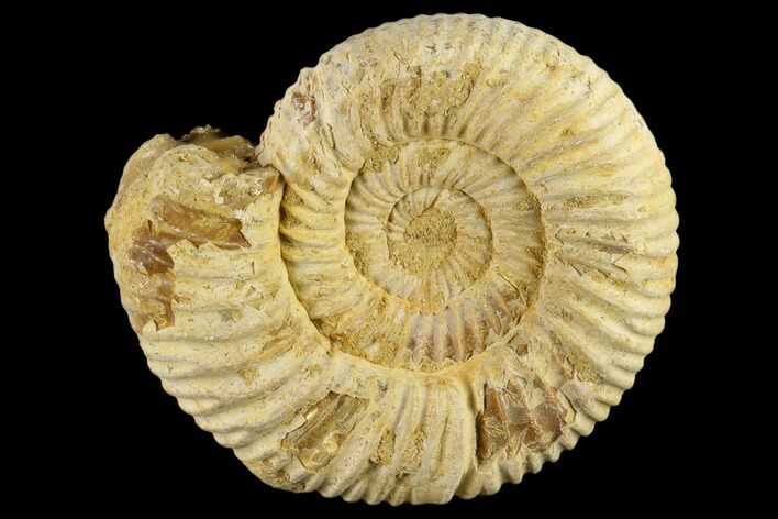 1 1/2" Perisphinctes Ammonite Fossils - Madagascar - Photo 1